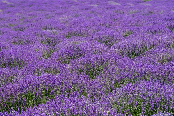 Eine Faszinierende Landschaft Von Feld Mit Reihen Blühenden Lavendels — Stockfoto