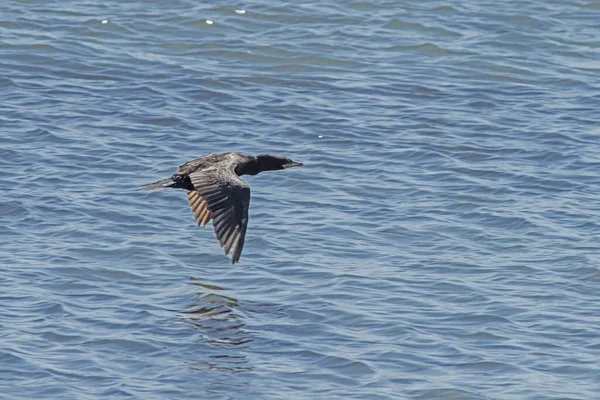 Bruine Grote Aalscholver Vogel Vliegend Overheen Zee — Stockfoto