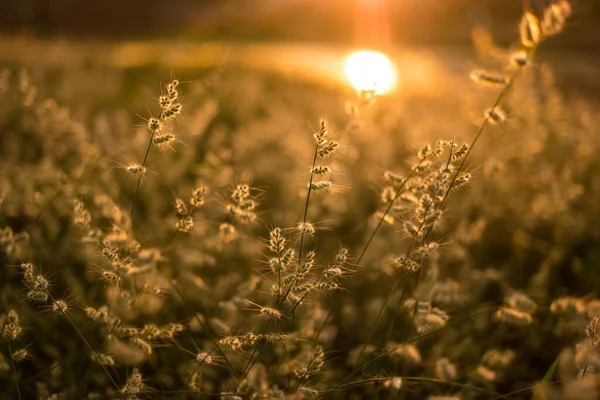 Belles Plantes Avec Les Rayons Soleil Pénétrant Travers Leurs Tiges — Photo