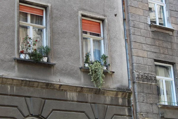 Exterior Old Building Windows Flowering Potted Plant — Stock Photo, Image