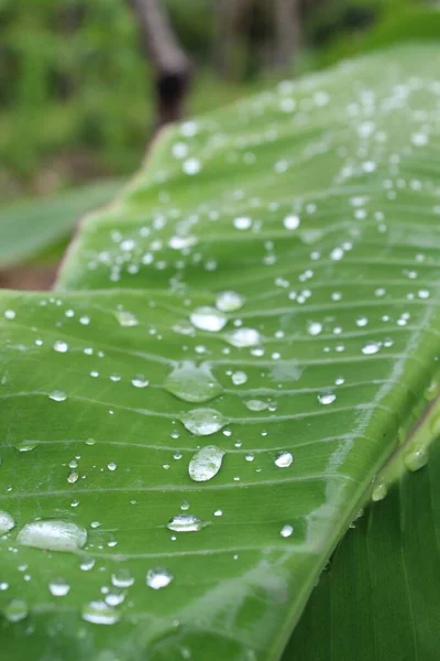 Closeup Shot Water Drops Fresh Green Leaf Blurred Nature Background — Stock Photo, Image