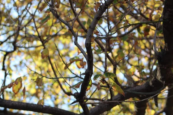 Eine Nahaufnahme Von Ästen Und Trockenen Und Gelben Herbstblättern Bei — Stockfoto