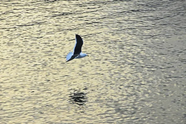 Die Weiße Und Braune Möwe Fliegt Über Das Meer — Stockfoto