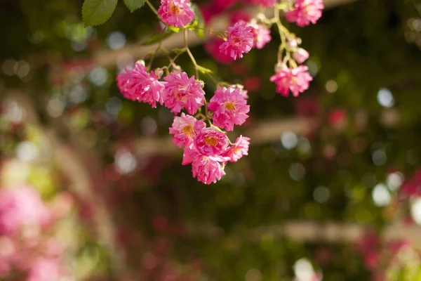 Eine Selektive Fokusaufnahme Schöner Rosen Garten Perfekt Für Tapeten — Stockfoto