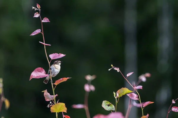 Eine Nahaufnahme Eines Schönen Kleinen Vogels Auf Einem Ast Sonnenlicht — Stockfoto