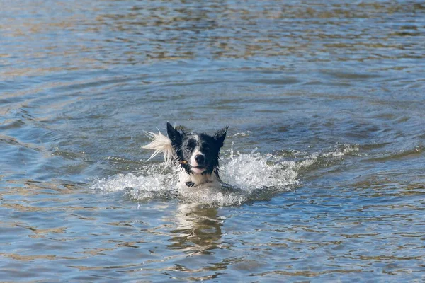 Ένα Ηλιόλουστο Τοπίο Ενός Border Collie Κολύμπι Στη Λίμνη — Φωτογραφία Αρχείου