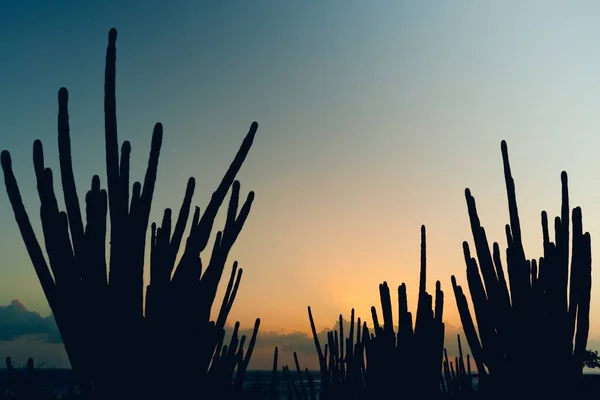 Una Hermosa Vista Siluetas Cactus Atardecer Aruba —  Fotos de Stock