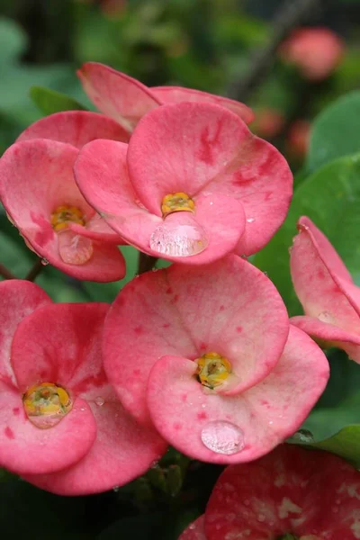 Tiro Seletivo Foco Das Flores Rosa Euphorbia Milii Com Gotas — Fotografia de Stock