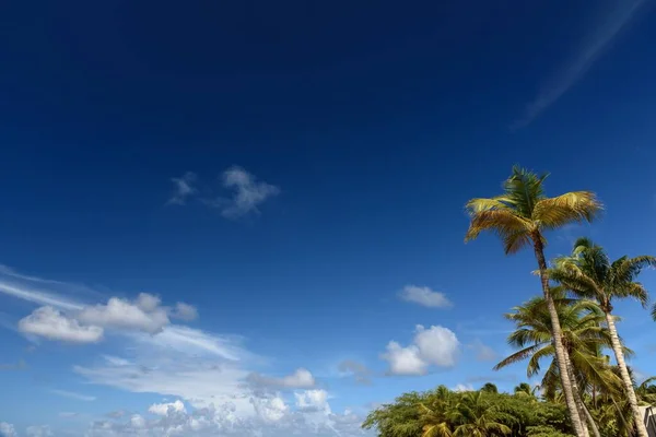 Низький Кут Зйомки Красивого Блакитного Неба Білих Хмар Над Пальмами — стокове фото