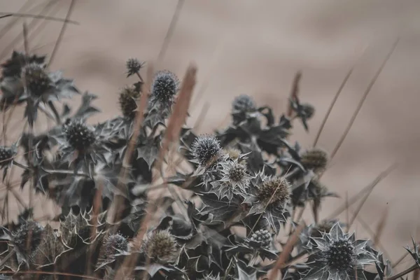 Een Selectieve Focusopname Van Exotische Doornplanten Die Overdag Een Bos — Stockfoto