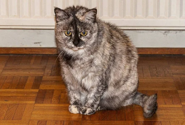 好奇心旺盛な表情で可愛い猫のクローズアップ — ストック写真