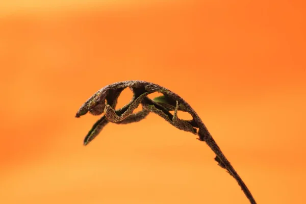 Eine Nahaufnahme Eines Getrockneten Auferstehungsfarns Isoliert Auf Orangefarbenem Hintergrund — Stockfoto