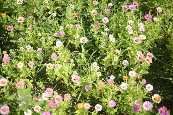 Eine Nahaufnahme Blühender Rosa Weißer Wildblumen Auf Einem Feld Südkorea — Stockfoto