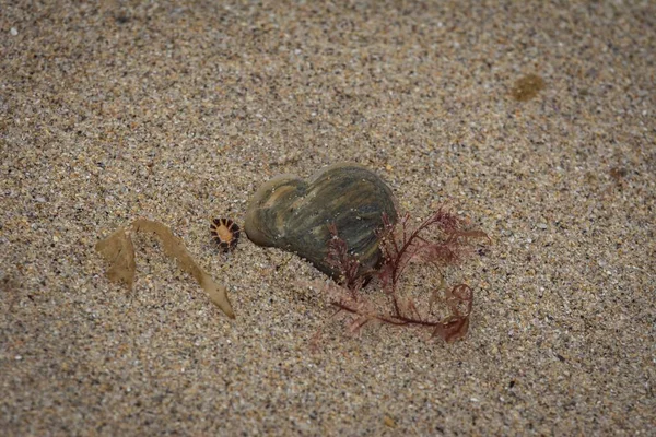 Ângulo Alto Close Tiro Uma Pequena Pedra Uma Pequena Concha — Fotografia de Stock