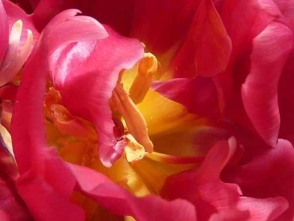 Eine Nahaufnahme Von Rosa Und Gelb Schattierten Tulpenblume — Stockfoto