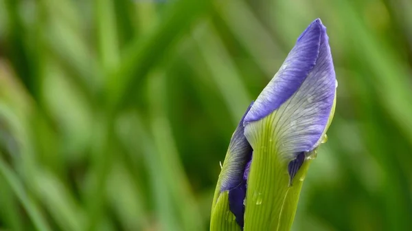 Selective Focus Shot Petals Unbloomed Purple Iris — Stock Photo, Image