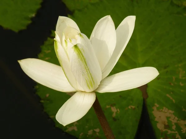 Detailní Boční Obrázek Bílé Vody Lily Pozadí Vodní Hladiny — Stock fotografie