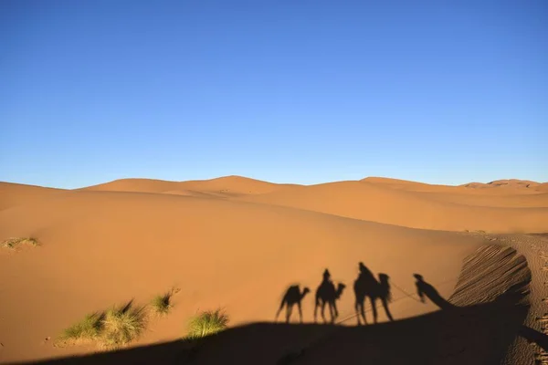 Hermoso Tiro Camello Siluetas Gente Desierto — Foto de Stock
