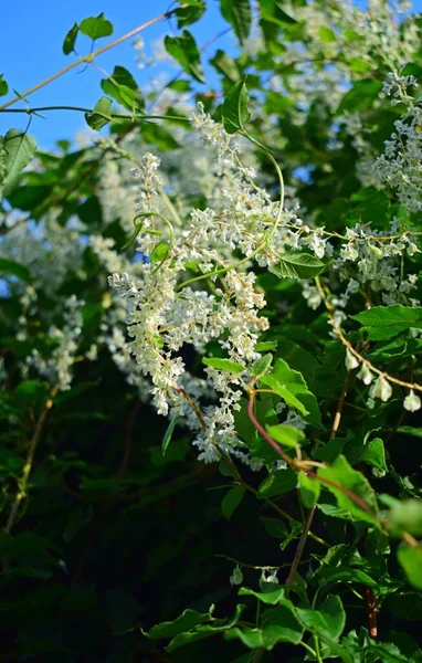 Vertical Closeup Shot White Bird Cherry Flowers — Stock Photo, Image