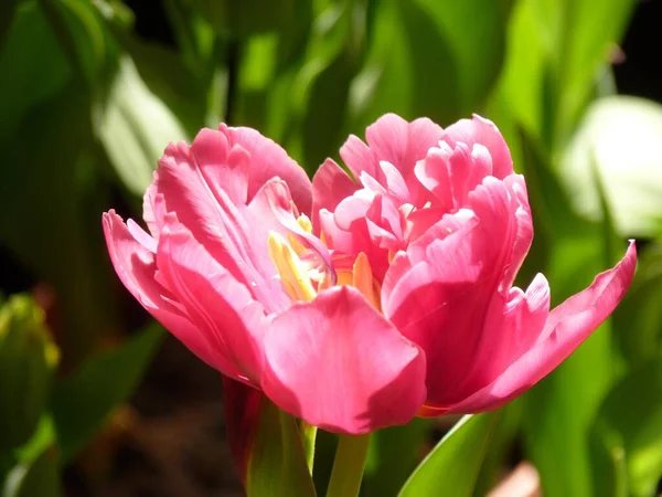 Close Rosa Amarelo Sombreado Tulipa Fundo Das Flores — Fotografia de Stock