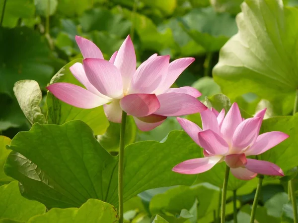 Primo Piano Bellissimi Fiori Loto Con Foglie Verdi Sullo Sfondo — Foto Stock