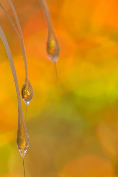 Disparo Vertical Mechones Cabello Gotitas Agua Detrás Fondo Amarillo —  Fotos de Stock