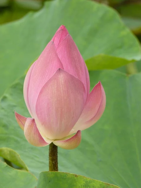 Lotus Yapraklarının Arka Planında Pembe Nilüfer Tomurcuğunun Dikey Görüntüsü — Stok fotoğraf