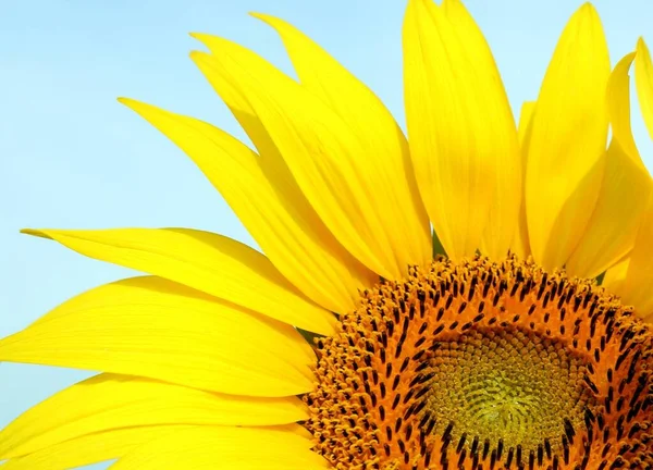 Крупним Планом Знімок Жовтого Соняшника Світло Блакитним Фоном — стокове фото