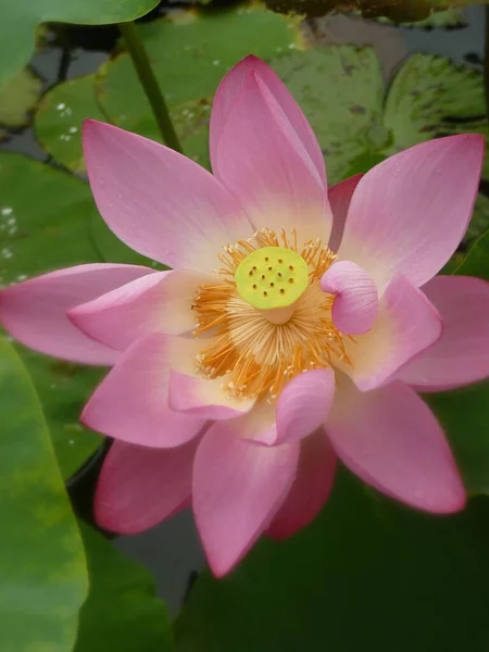 아름다운 연꽃을 수직으로 — 스톡 사진