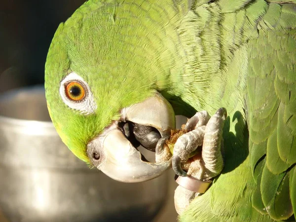 Знімок Папуги Коронованого Жовтому Кольорі — стокове фото