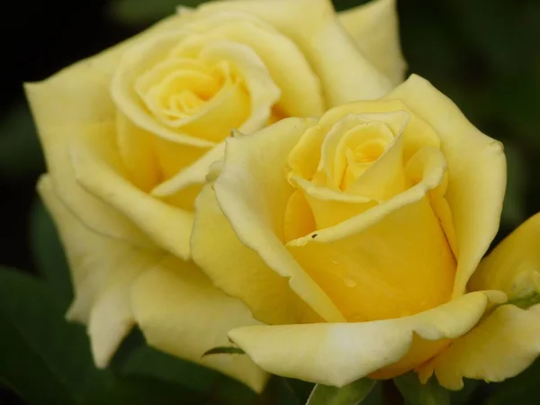 Sarı Güllerin Yakın Çekimi — Stok fotoğraf