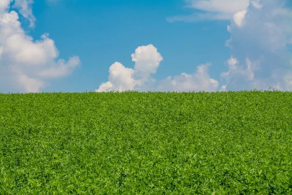 Eine Landschaftsaufnahme Eines Grünen Luzernefeldes Unter Blauem Himmel — Stockfoto