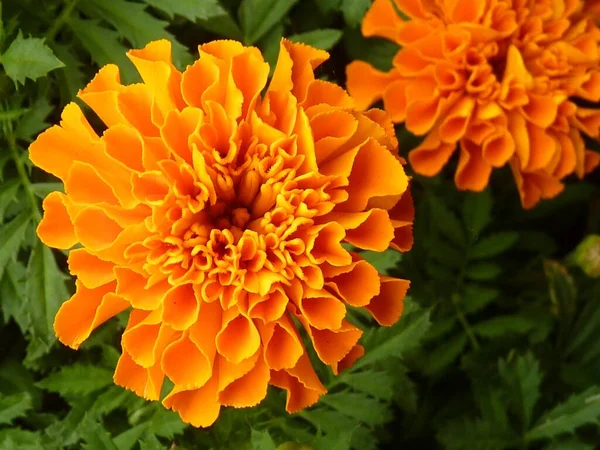 Gros Plan Fleurs Souci Orange Français — Photo