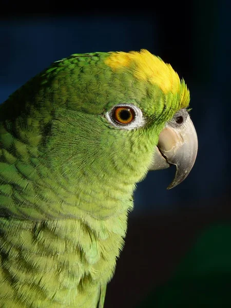 Zbliżenie Ujęcie Pięknej Zielonej Żółtej Papugi Ciemnym Tle — Zdjęcie stockowe
