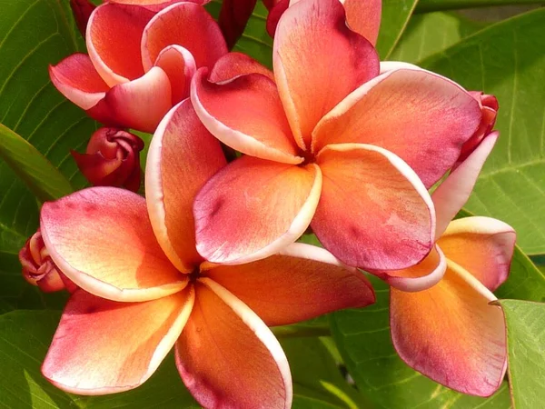 Närbild Fantastisk Bild Röda Och Orange Skuggade Mexikanska Frangipani Blommor — Stockfoto