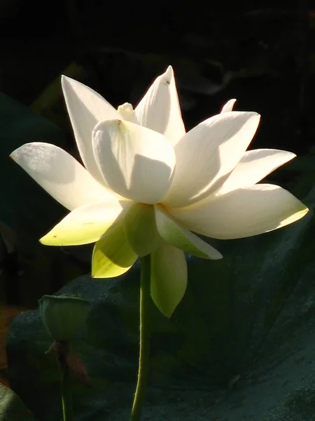 Вертикальный Снимок Белого Цветка Лотоса Черном Фоне — стоковое фото