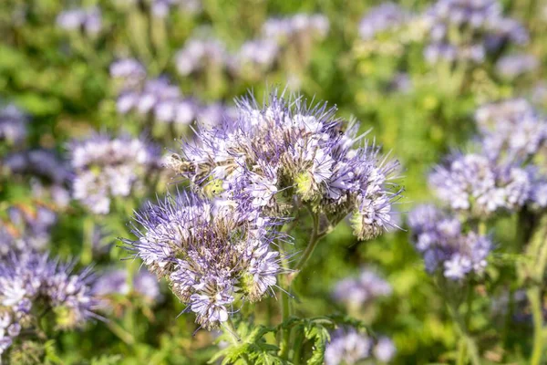 Closeup Shot Purple Wildflowers Growing Field — Stock Photo, Image