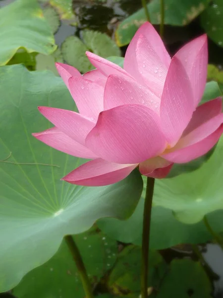 Vertikal Bild Vacker Lotusblomma Med Vattendroppar Kronbladen — Stockfoto