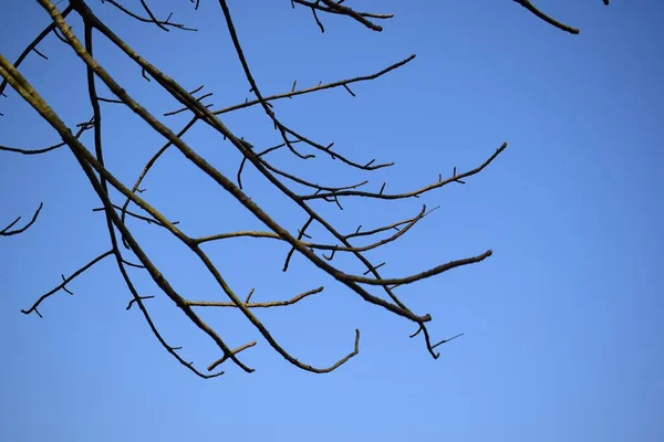 Galhos Árvore Seca Fundo Azul — Fotografia de Stock
