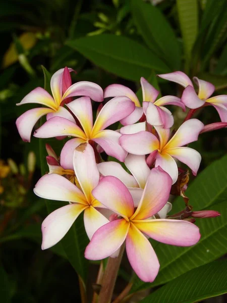 Vertical Beautiful Shot Pink Yellow Shaded Mexican Frangipani Flowers — Stock Photo, Image