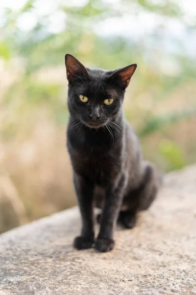 Κάθετη Κοντινή Λήψη Μαύρης Γκρινιάρας Γάτας Που Κάθεται Τσιμεντένια Επιφάνεια — Φωτογραφία Αρχείου
