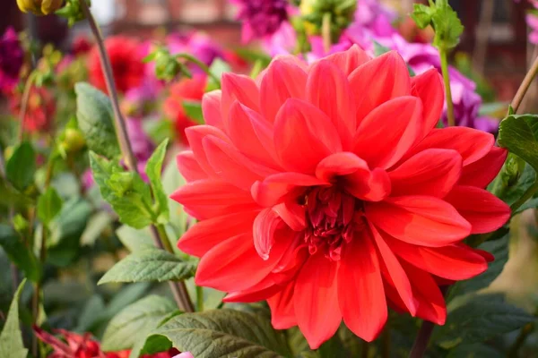 Eine Rote Große Dahlie Blüht Schön — Stockfoto