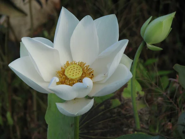 Close Uma Flor Lótus Branca Mágica — Fotografia de Stock