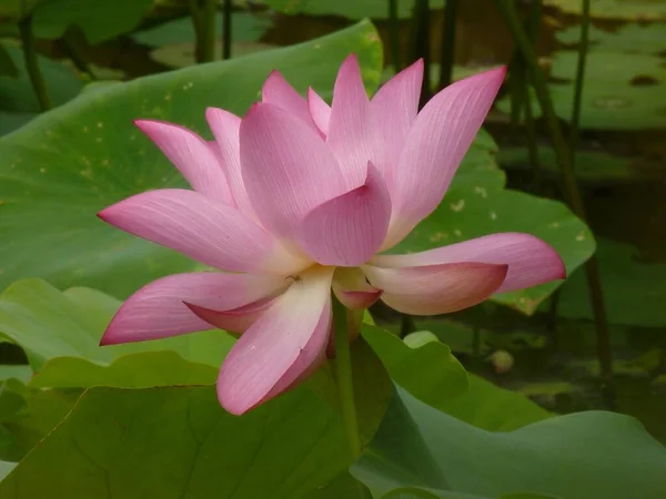 Egy Közeli Felvétel Rózsaszín Lotus Virág Háttér Levelek — Stock Fotó