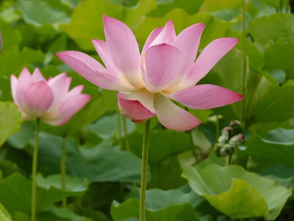 Sebuah Gambar Close Seup Bunga Lotus Merah Muda Latar Belakang — Stok Foto