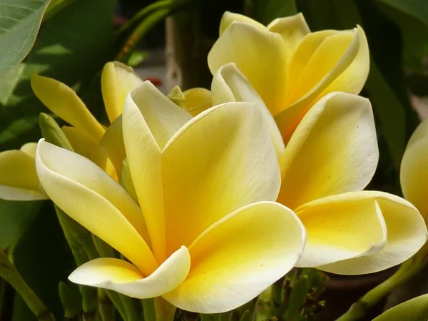 Gros Plan Incroyable Fleur Jaune Mexicaine Frangipani — Photo