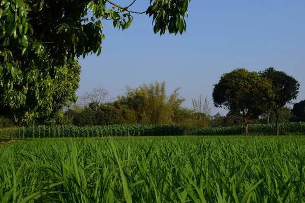 Hierba Verde Fresca Valle Campo — Foto de Stock