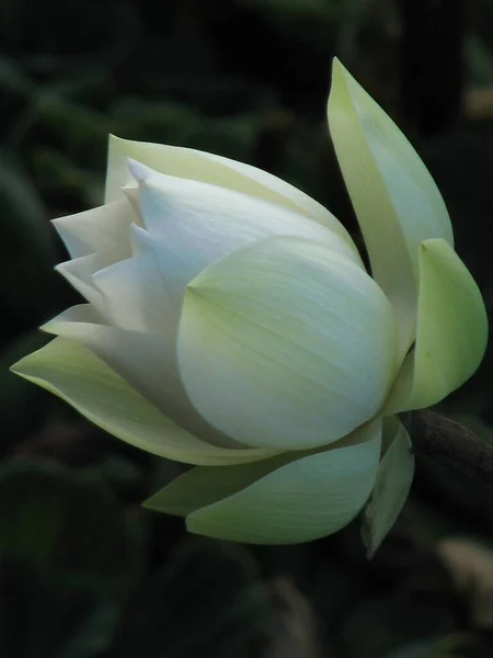 Close Uma Flor Lótus Branca Mágica — Fotografia de Stock