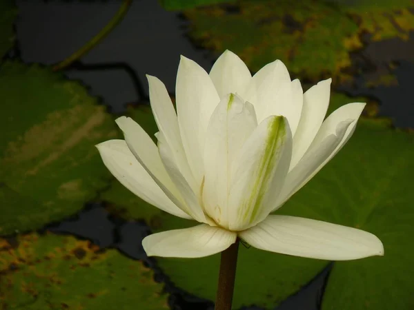 Een Close Foto Van Een Witte Waterlelie Achtergrond Van Het — Stockfoto