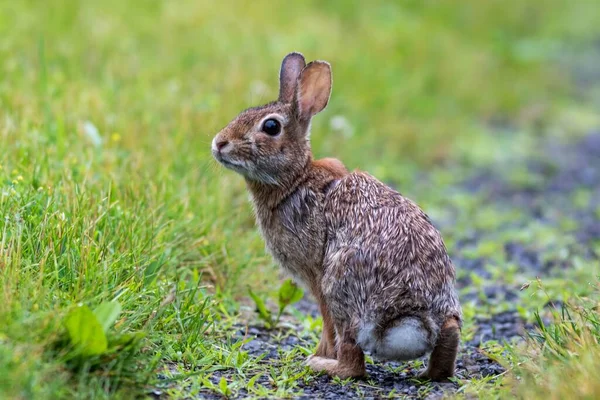 Uno Scatto Selettivo Coniglio Codino Orientale Sul Campo Verde — Foto Stock